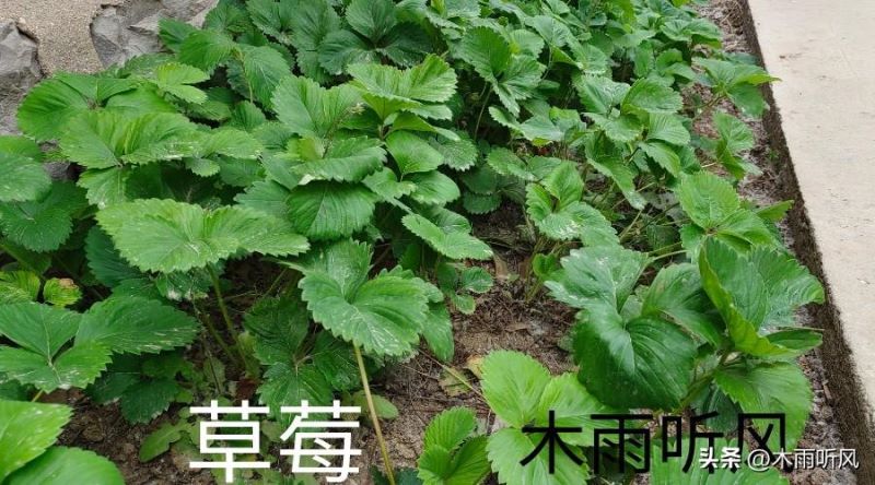 草莓怎么种植「草莓怎么种植方法 在家」_2